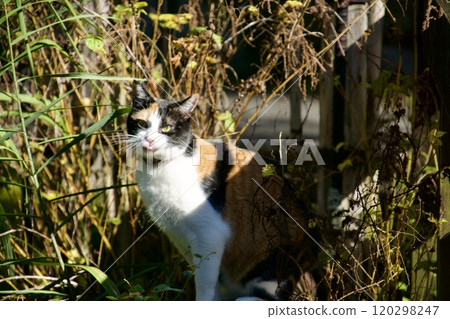 景觀與一隻貓 120298247