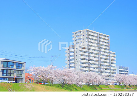 Cherry blossoms blooming along the Seto River in Seto City, Aichi Prefecture 120298357