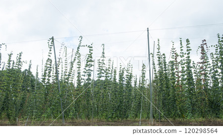 Image of a hop field (stock photo) 120298564
