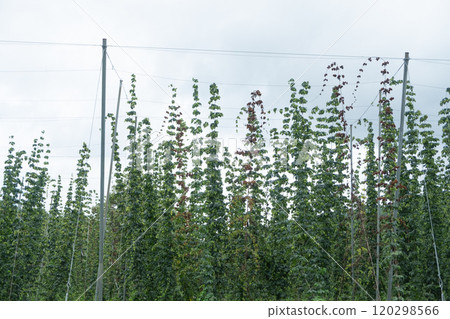 啤酒花田圖片(照片素材) 啤酒花田圖片(照片素材) 120298566