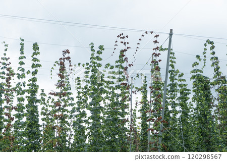 Image of a hop field (stock photo) 120298567