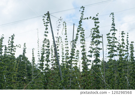 啤酒花田圖片(照片素材) 啤酒花田圖片(照片素材) 120298568