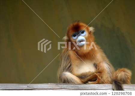 A sitting golden snub-nosed monkey looking at the camera 120298708