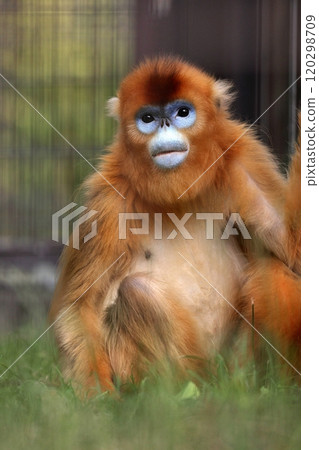 Portrait of a golden snub-nosed monkey looking at the camera Portrait of a golden snub-nosed monkey looking at the camera 120298709