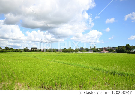 Rural landscape 120298747