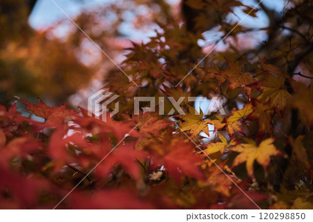 Viewing autumn leaves in Kyoto Viewing autumn leaves in Kyoto 120298850