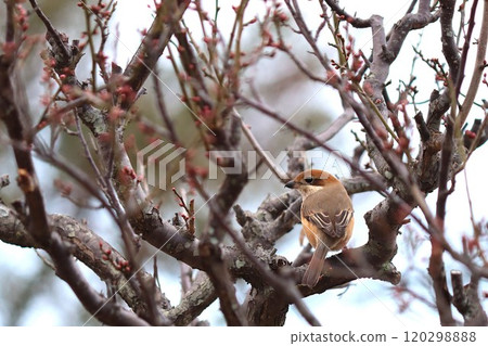伯勞鳥從樹上俯衝下來捕食小動物。 120298888