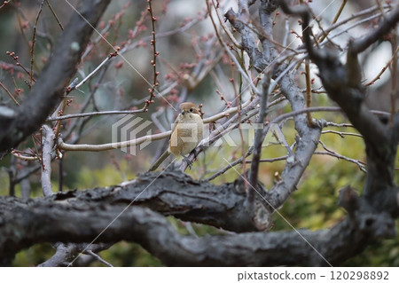 The 75-day cry of the bush warbler is also used as a guide for agricultural work. The 75-day cry of the bush warbler is also used as a guide for agricultural work. 120298892