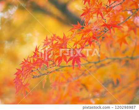明亮的楓葉 120298987