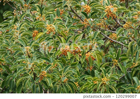 Yellow Ilex nigricans fruit, October 2024 Yellow Ilex nigricans fruit, October 2024 120299007
