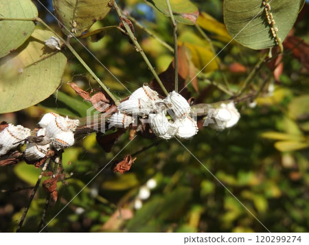 "Iseria scale insects" on a bush clover branch "Iseria scale insects" on a bush clover branch 120299274