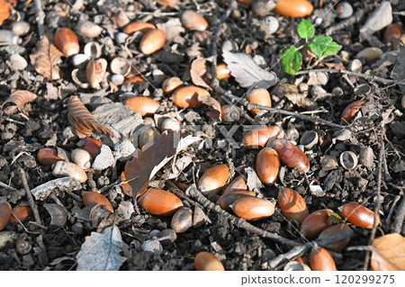 深秋公園裡有許多落下的橡子 深秋公園裡有許多落下的橡子 120299275