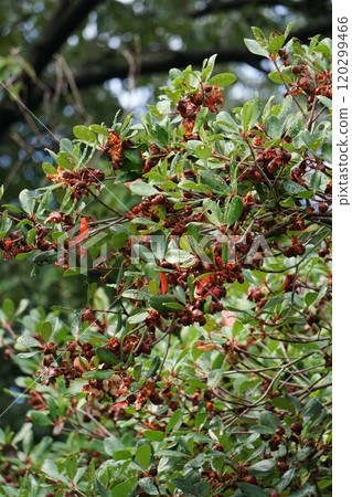 成熟的木谷水果 2024 年 10 月 120299466