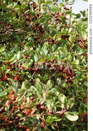 Ripe Mokkoku fruit, October 2024 120299469