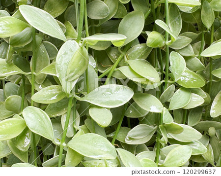 Dischidia nummularia or String of nickels with raindrop background Dischidia nummularia or String of nickels with raindrop background 120299637