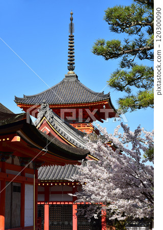 清水寺，一座被櫻花包圍的三層寶塔 120300090