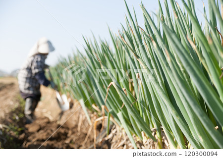 農夫正在收割大蔥 農夫正在收割大蔥 120300094