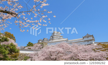 Cherry blossoms in full bloom and Himeji Castle tower 120300282