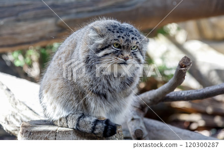 The Pallas's cat, also known as the Przewalski's cat, is characterized by a black stripe running from the corner of its eye to its cheek. 120300287