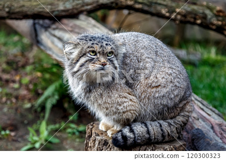 The Pallas's cat, also known as the Przewalski's cat, is characterized by a black stripe running from the corner of its eye to its cheek. 120300323