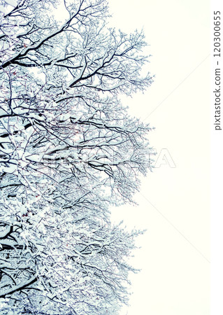 winter trees on snow. winter dry branches of trees in the snow. the bottom view. place for text winter trees on snow. winter dry branches of trees in the snow. the bottom view. place for text 120300655