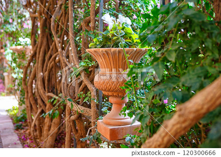 Peaceful Garden Walkway Adorned With Flowering Vines in a Serene Outdoor Setting Peaceful Garden Walkway Adorned With Flowering Vines in a Serene Outdoor Setting 120300666