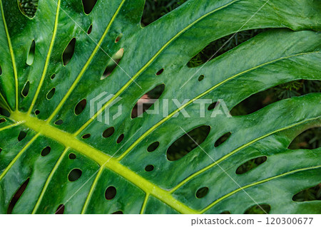A Close-Up View of a Large Green Monstera Leaf Showcasing Its Unique Holes and Textures in Nature 120300677