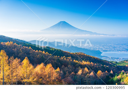 [Yamanashi Prefecture] Yellow leaves of larch trees, sea of clouds and Mt. Fuji 120300995
