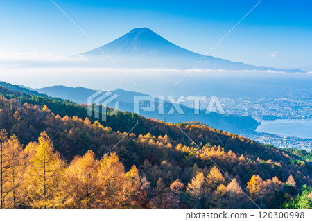 【山梨縣】落葉鬆的黃葉、雲海和富士山 120300998