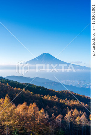 【山梨縣】落葉鬆的黃葉、雲海和富士山 120301001