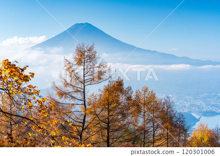 【山梨縣】落葉鬆的黃葉、雲海和富士山 【山梨縣】落葉鬆的黃葉、雲海和富士山 120301006