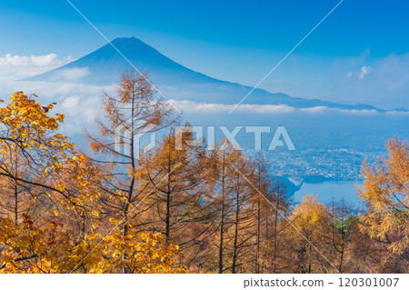 【山梨縣】落葉鬆的黃葉、雲海和富士山 120301007