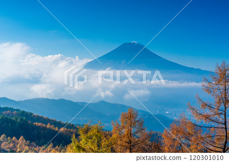 [Yamanashi Prefecture] Yellow leaves of larch trees, sea of clouds and Mt. Fuji 120301010