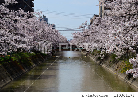 Cherry blossoms at Fukushimae, Nagaoka city, Niigata prefecture, Fukushimae Cherry blossoms at Fukushimae, Nagaoka city, Niigata prefecture, Fukushimae 120301175