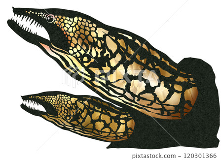 A paper cut-out illustration of a delicious saltwater fish called a moray eel A paper cut-out illustration of a delicious saltwater fish called a moray eel 120301366