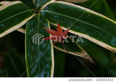 Red maple leaves falling on rain-soaked, shiny bamboo leaves Red maple leaves falling on rain-soaked, shiny bamboo leaves 120301542
