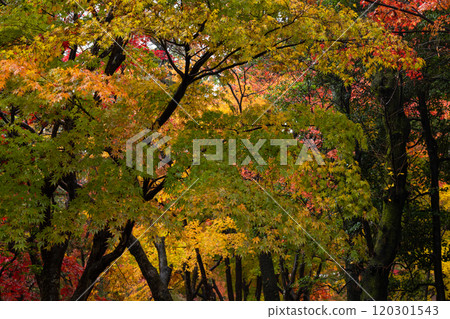 A forest of maple trees with red, yellow, green and orange leaves A forest of maple trees with red, yellow, green and orange leaves 120301543