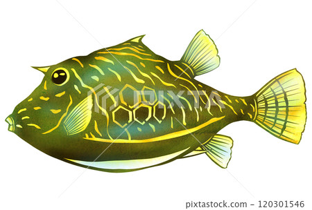 Stylish paper cutout illustration of aquarium fish, auklet 120301546