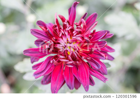 公園裡的紫紅色菊花 120301596