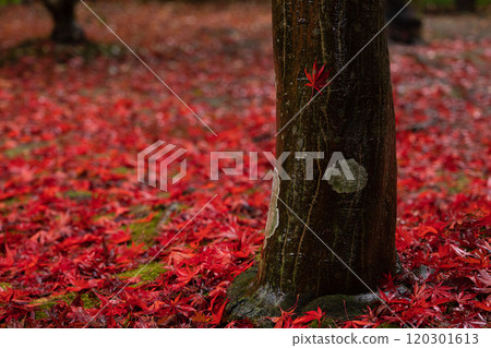 A carpet of fallen red maple leaves and red maple leaves stuck to a tree trunk 120301613