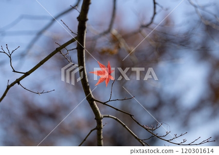 紅色的楓葉殘留在樹枝和天空上 紅色的楓葉殘留在樹枝和天空上 120301614