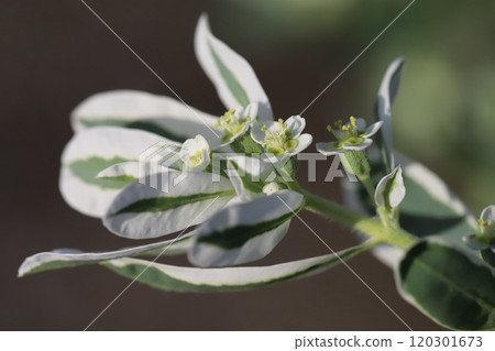 綠葉白邊,雪花蓮的小白花在秋天的花園裡盛開。 綠葉白邊,雪花蓮的小白花在秋天的花園裡盛開。 120301673