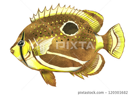 可愛的鹹水魚海蝴蝶魚的剪圖插圖 120301682