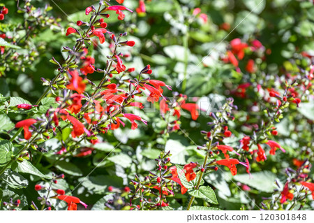 丹參紅秋花十一月素材 丹參紅秋花十一月素材 120301848
