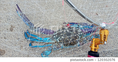 The Taiwanese crabs were caught and scooped up with a landing net. The Taiwanese crabs were caught and scooped up with a landing net. 120302076