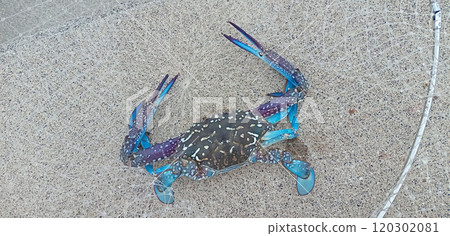 Male Taiwan blue crab in a net 120302081