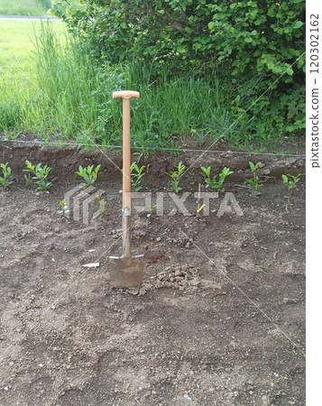 Old dirty shovel stuck in the ground on the garden bed. Gardening tool and equipment. Concept of a garden work at summer or spring. Front view Old dirty shovel stuck in the ground on the garden bed. Gardening tool and equipment. Concept of a garden work at summer or spring. Front view 120302162