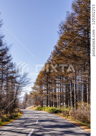 秋天，霧峰沿著落葉松林立的道路奔跑 120302253