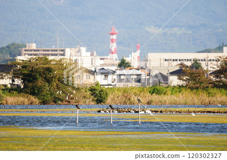鳥取縣米子市水鳥公園 鳥取縣米子市水鳥公園 120302327
