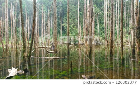 A tranquil wetland scene featuring tall, lifeless trees rising from calm, reflective water surrounded by lush green foliage, formed after a landslide in the 921 earthquake blocking the river A tranquil wetland scene featuring tall, lifeless trees rising from calm, reflective water surrounded by lush green foliage, formed after a landslide in the 921 earthquake blocking the river 120302377